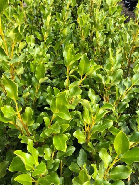 Griselinia Littoralis Wholesale Nursery Nurseries In Melbourne