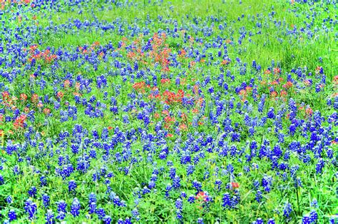 Wildflower Field Photograph By Kristina Deane Pixels