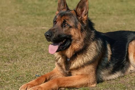 Espécies De Cão Pastor - Tipos de cachorros pastores: confira 10 raças principais