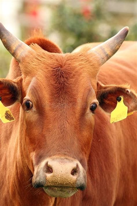 Zebu Cow Head Stock Photo Image Of Agriculture Brown 45725472