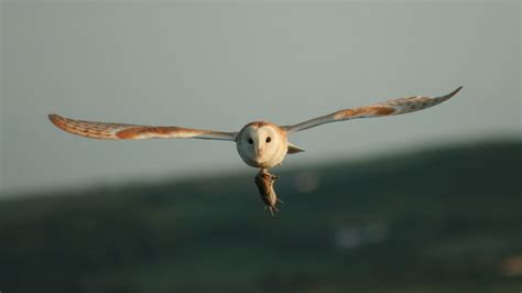 Barn Owl Habitat South Downs Trust
