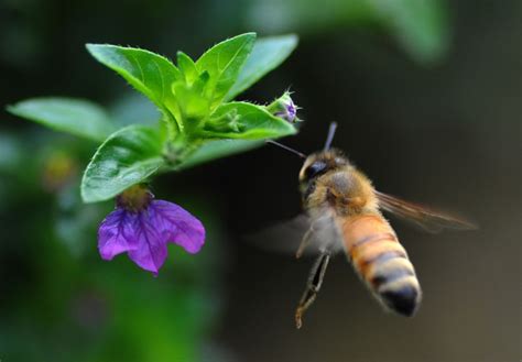 How African honey bees can help mitigate a world crisis | CNN