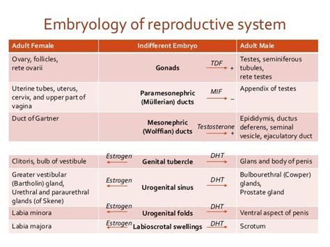 Usmle Step 1 Review Anatomy Of Reproductive System 2018