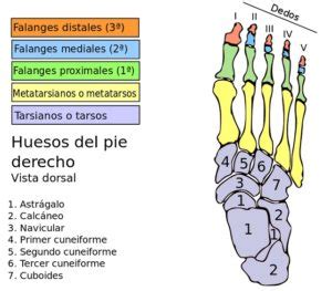 Huesos del pie: ¿Cuántos hay? ¿Cuáles son? — Saber es práctico