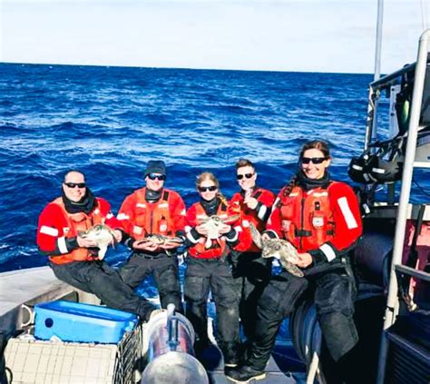 Coast Guard Releases Sea Turtles