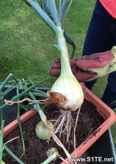 Growing Onions In Containers Or Pots How To Guide Tips S Te Net