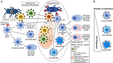 Frontiers To B Or Not To B Understanding B Cell Responses In The