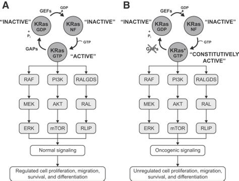 Kras G12c Mutant Non Small Cell Lung Cancer The Journal Of Molecular Diagnostics