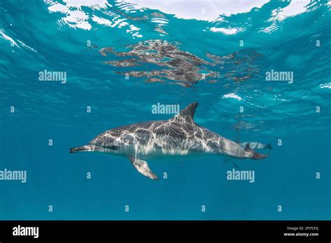 A Sea Dolphin Is Visible From Beneath The Ocean S Surface Its