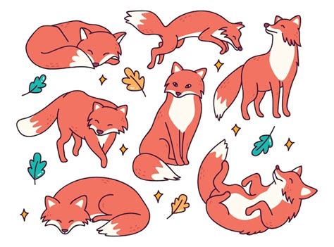 Premium Vector Set Of Fox In Different Poses Doodle