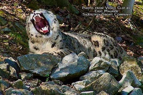 SNOW LEOPARD PAIR Video Clip By ERIC MAURER Of SKATETRIX Flickr