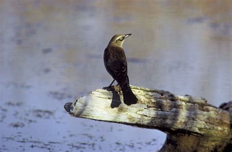Free picture: rusty, blackbird, euphagus carolinus, log