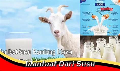 Temukan Manfaat Dari Susu Yang Jarang Diketahui Biotifor