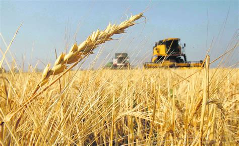 Argentina S Wheat Crop Under Pressure From Unfavorable Climate