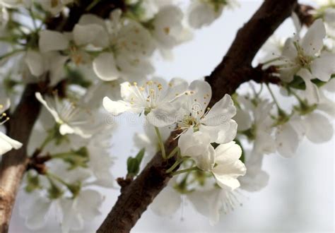 Florecimiento De Cerezos En Primavera Contra Fondo Azul Del Cielo Foto