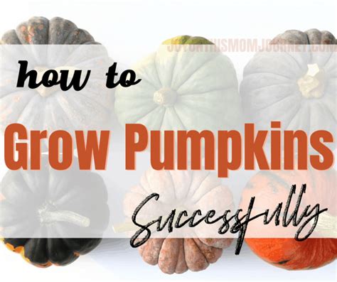 How To Grow Pumpkins Successfully In Your Garden