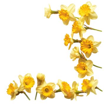 Yellow Daffodil Narcissus Flower Border Yellow Floral Narcissus Png