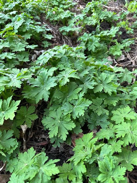 Garden plant, smells like cat pee : r/whatplantisthis