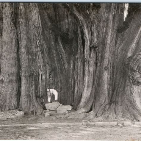 C S Arbol Del Tule Oaxaca Mexico Rppc Biggest Tree In World