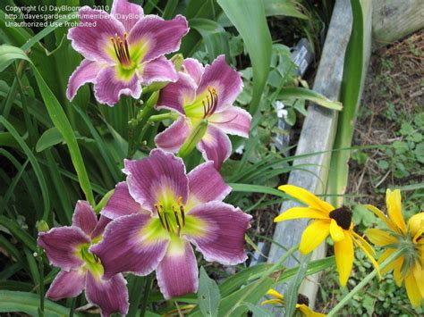 Plantfiles Pictures Daylily Indian Giver Hemerocallis By Daylilyslp