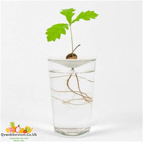 Step By Step Guide How To Grow An Acorn In Water June 2024