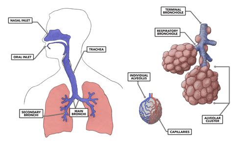 Lung diagram with labels | Anatomy System - Human Body Anatomy diagram and chart images