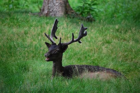 Fallow Deer Antler Free Photo On Pixabay Pixabay