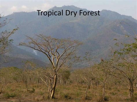 PPT - Tropical Dry Forest/Tropical Rain Forest Biomes PowerPoint Presentation - ID:1920861