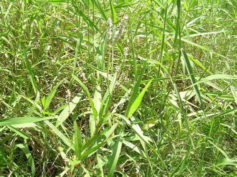 Polygonum acuminatum Plantas acuáticas invasoras México iNaturalist