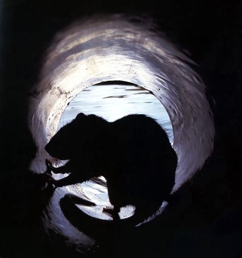 Rat In A Tunnel Great Silhouette Ratten Tiere Frettchen