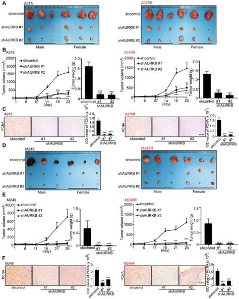 Knockdown Of Aurkb Decreases Tumor Growth In A Xenograft Mouse Model