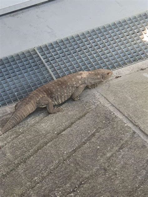 Can anyone identify? It's around 50 cm long : r/Lizards