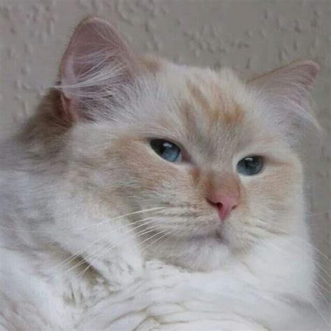 Adorable flame point ragdoll | Ragdoll cat, Cats, Cute animals