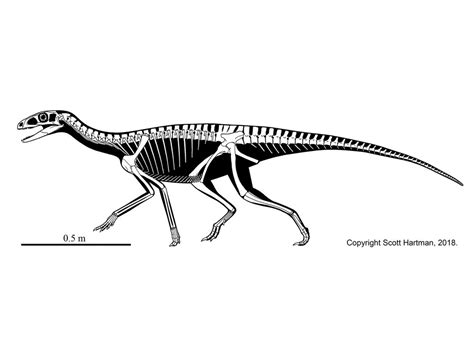 Silesaurus Alchetron The Free Social Encyclopedia