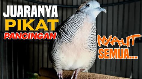 Perkutut Lokal Gacor Juara Pikat Dan Pancingan Perkutut Langsung Nyaut