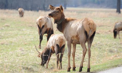 Cataloochee GSMNP GNPrice Photography Great Smoky Mountains Wildlife