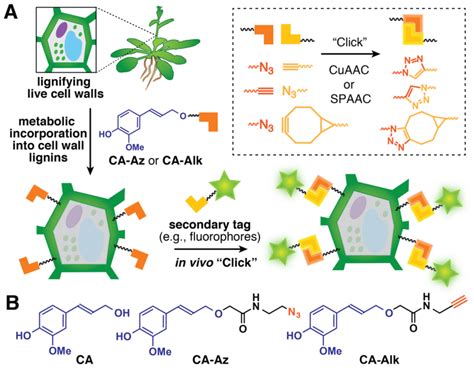 (A) General strategy for metabolic labeling of plant cell wall lignins ...