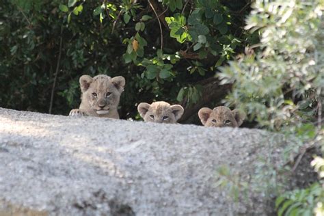 Lions Cubs Zoo Young - Free photo on Pixabay