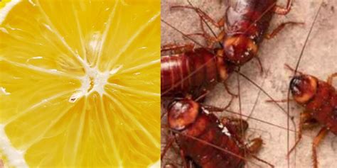 O Que As Baratas Odeiam - As baratas odeiam limão? A verdade sobre o limão como repelente de ...