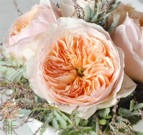 Juliet Garden Roses - Florabundance Wholesale Flowers