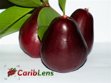 Jamaican otaheite apple – Cariblens