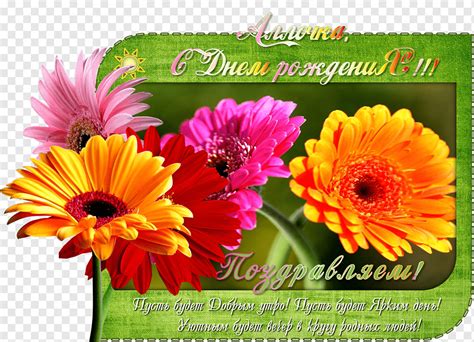 Transvaal Daisy Het Groot Complimentenboek Dise O Floral Crisantemo