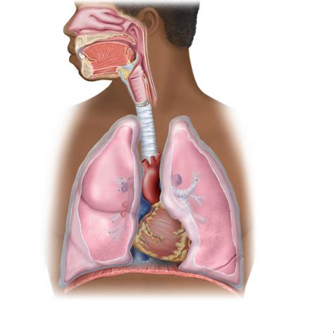 Respiratory system labeled Diagram | Quizlet