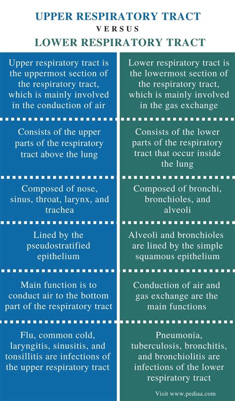 Difference Between Upper and Lower Respiratory Tract | Definition ...