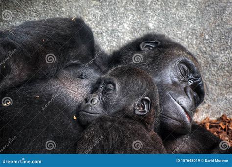 Baby Chimpanzee Sleeping at His Mother Chest Stock Image - Image of ...