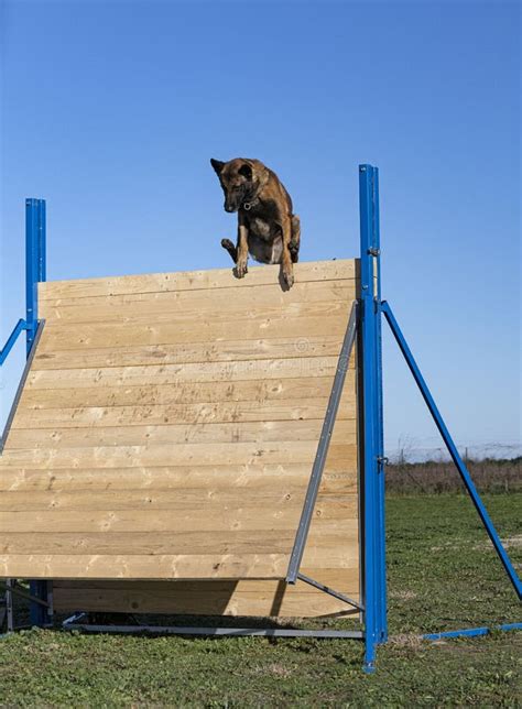 Training of Belgian Shepherd Stock Photo - Image of handler, little ...