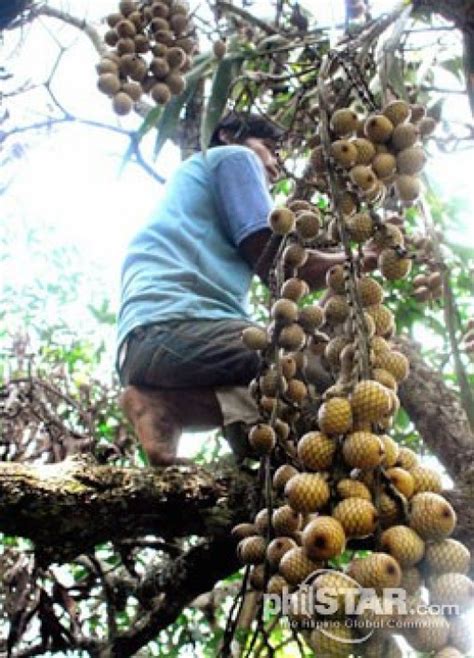 Rattan Fruit or Littuko | Brain Contour