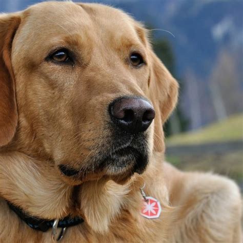 A Que Edad Entran En Celo Los Perros Machos