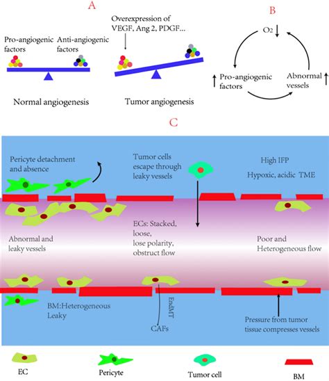 Tumor Angiogenesis And Vascular Structure And Function Are Abnormal A