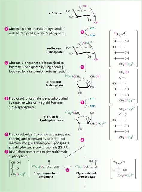 29 6 Catabolism Of Carbohydrates Glycolysis Chemistry Libretexts